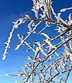 Hunds-Rose im Winter