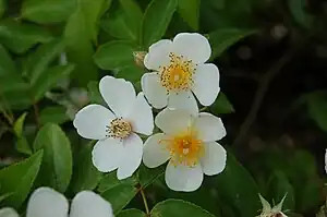 ‘Rosa filipes’, China, 1908