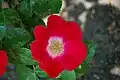 ‘Rosa giraldii’, Crepin, 1897