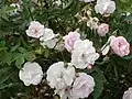 ‘Nastarana’, Rosa moschata