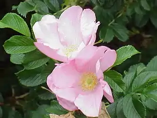 ‘Dagmar Hastrup’, Poulsen, 1914
