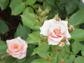 ‘Koralle’, Harkness, 1991