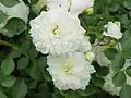 ‘White Bells’, Poulsen, 1983
