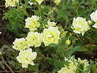 Zwergpolyantha 'Guletta'