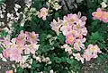 ‘Paulii Rosea’, ?