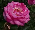 ‘Eliza’, Kordes, 2004