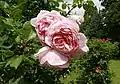 ‘William Morris, Austin, 1998