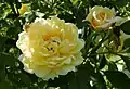 ‘Yellow Romantica’, Meilland, 1995