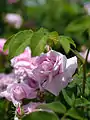 ‘Ispahan’, Rosa damascena, vor 1827