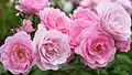 ‘Pink Triumph’, Hassefras, vor 1951