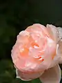 ‘Ambridge Rose’, Austin 1990