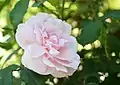 'Hume’s Blush Tea-scented China'