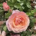 ‘Jean de La Fontaine’, Meilland, 2020
