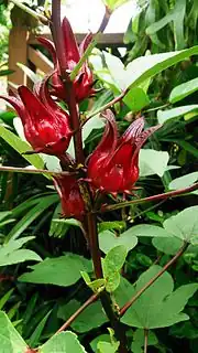 Roselle