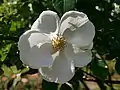 Hella (Rose), Kordes