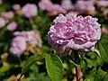 Jacques Cartier (Rose), Robert Moriau, 1868