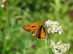 Rostfarbener Dickkopffalter (Ochlodes sylvanus)