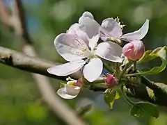 Knospen und Blüten