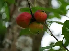 Früchte am Baum