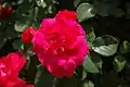 ‘Rote Woge’, Meilland, 1990