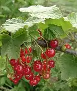 Rote Johannisbeere (Ribisel)