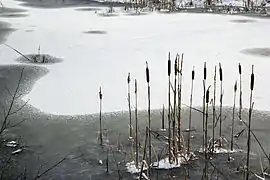 Flachwasserzone mit Schilf