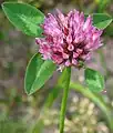 Blätter des Wiesenklees (Trifolium pratense)