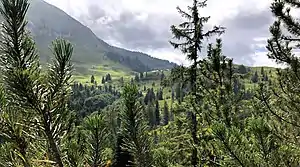 Rotwandalm