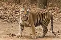 Tigermännchen