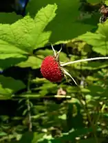 Weiße Zimt-Himbeere