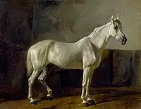 Stehender Schimmel, 1905