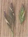 Ährchen