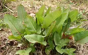 Stumpfblättriger Ampfer (Rumex obtusifolius)