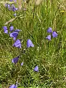 Rundblättrige Glockenblume (Campanula rotundifolia)