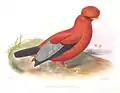 Andenfelsenhahnaus Philip Lutley Sclater: Exotic Ornithology,1869