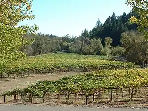 Weinberg im Russian River