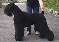 Russischer Schwarzer Terrier