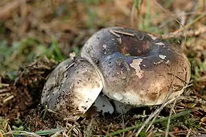 Dickblättriger Schwärz-Täubling, von oben