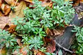 Waldmeister (Galium odoratum) an den Hängen des Berges