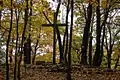 Kreuz im Gipfelbereich