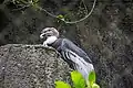 Andenkondor (Vultur gryphus)