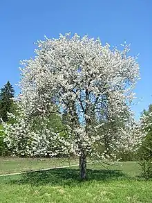 Vogel-Kirsche(Prunus avium)