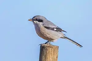 Südlicher Raubwürger (Lanius meridionalis)