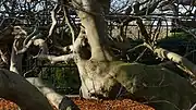 Diese Süntel-Buche (Fagus sylvatica 'Tortuosa') im Berggarten Hannover wurde 1880 gepflanzt