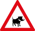 W358: Wildwechsel – Warzenschweine