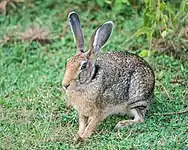 Schwarznackenhase