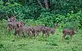 Axishirsche im Yala-Nationalpark