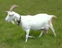 Saanenziege