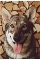 Saarlooswolfhund