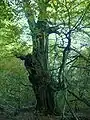 Alte, halbverfallene Hutebuche